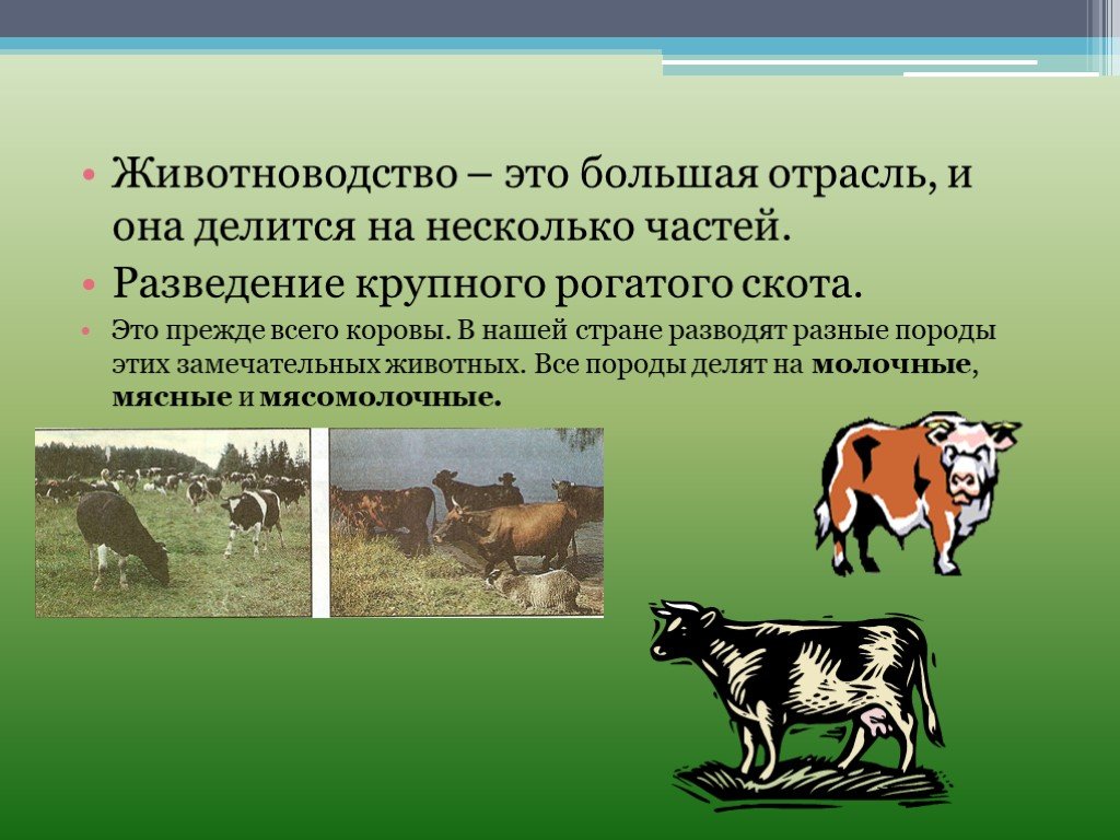 Домашнее сельскохозяйственное животное сообщение 3 класс окружающий. Животноводство презентация. Животноводство окружающий мир. Доклад о животноводстве. Презентация на тему животноводство.