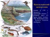 Кандалашский заповедник. Основан в 1939 г. Находится в Мурманской области у Полярного круга его задача охрана морских птиц. Гага(морская утка) – основное богатство заповедника.
