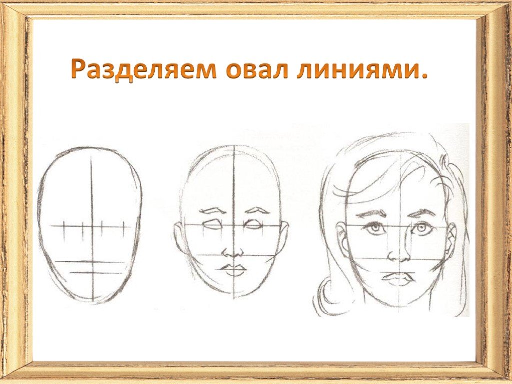 Презентация рисования человека. Конструкция головы человека. Поэтапное рисование лица. Схема рисования портрета. Этапы рисования лица человека.