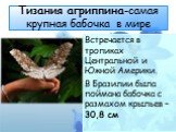 Тизания агриппина-самая крупная бабочка в мире. Встречается в тропиках Центральной и Южной Америки. В Бразилии была поймана бабочка с размахом крыльев – 30,8 см