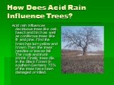 How Does Acid Rain Influence Trees? Acid rain influences deciduous trees like oak, beech and birch as well as coniferous trees like fir and pine. First the branches turn yellow and brown. Then the trees’ needles or leaves fall. The roots and trunk shrink. Finally trees die. In the Black Forest in so