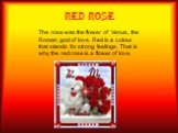 RED ROSE. The rose was the flower of Venus, the Roman god of love. Red is a colour that stands for strong feelings. That is why the red rose is a flower of love.