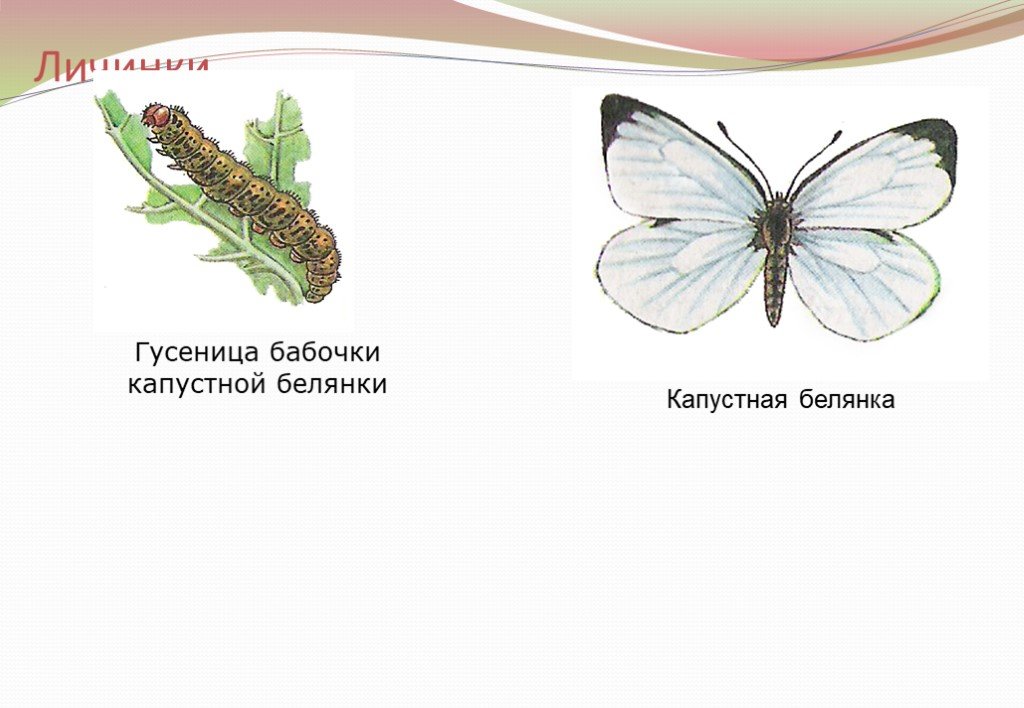 Капустная белянка цикл. Гусеница капустной белянки. Личинка капустной белянки. Стадии развития бабочки капустницы. Бабочка Белянка капустная Тип.