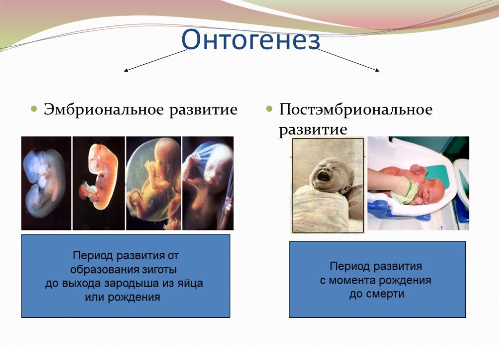 Постэмбриональный период онтогенеза