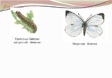 Гусеница бабочки капустной белянки. Капустная белянка