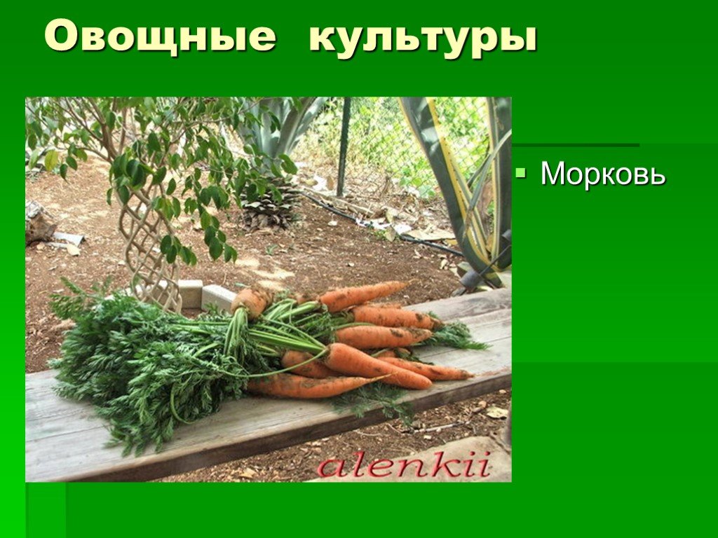Класс растения морковь. Овощная культура морковь. Морковь для презентации. Культурное растение морковь. Слайды про морковь.