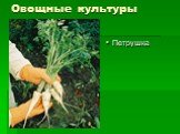 Овощные культуры Петрушка