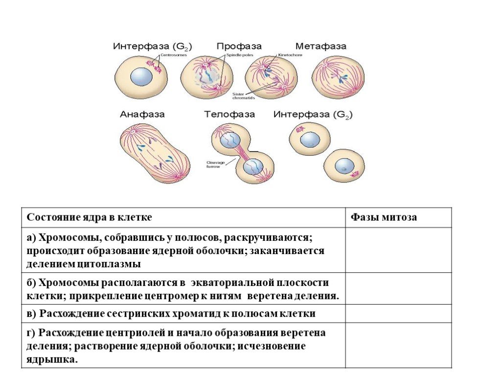 Деление клетки какая область ботанической науки. Фазы митоза таблица 9 класс. Деление клетки 9 класс фазы митоза. Биология 9 кл митоз. Стадии деления ядра клетки.
