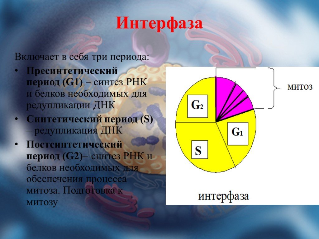 3 этапа интерфазы. Пресинтетический период интерфазы g1. Клеточный цикл интерфаза. Периоды интерфазы митоза. Интерфаза процессы.
