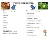 Растениеводство. Зерновые культуры: рожь, пшеница, ячмень, овес, кукуруза, просо, гречиха, рис, а также зернобобовые (горох, фасоль, соя, чечевица). Технические культуры: -подсолнечник лен-долгунец - сахарная свекла - производство овощей - производство ягод и плодов - бахчевые культуры - виноградств