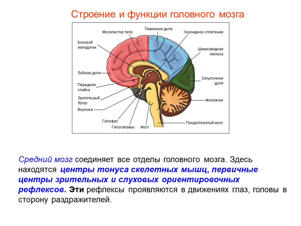 Центры рефлексов переднего мозга. Функции отделов и долей головного мозга. Продолговатый мозг,мост,средний мозг, мозжечок,промежуточный. Средний мозг продолговатый мозг промежуточный мозг функции. Головной мозг человека анатомия отделы и доли.