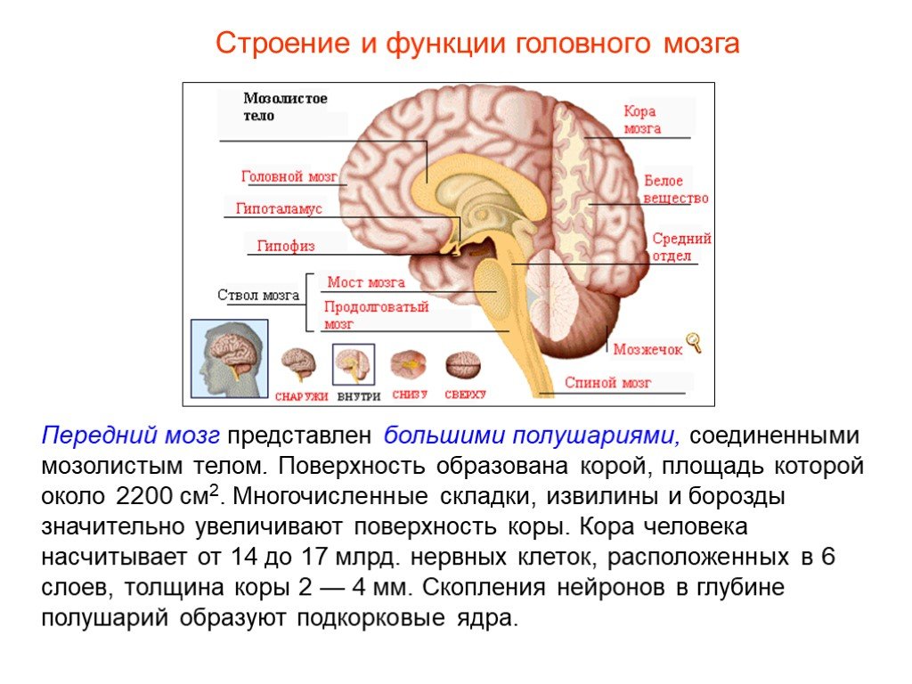 Доли переднего мозга функции. Строение и функции головного мозга полушария большого мозга. Строение и функции больших полушарий головного мозга таблица. Строение больших полушарий мозга 8 класс биология. Строение и функции больших полушарий переднего мозга.