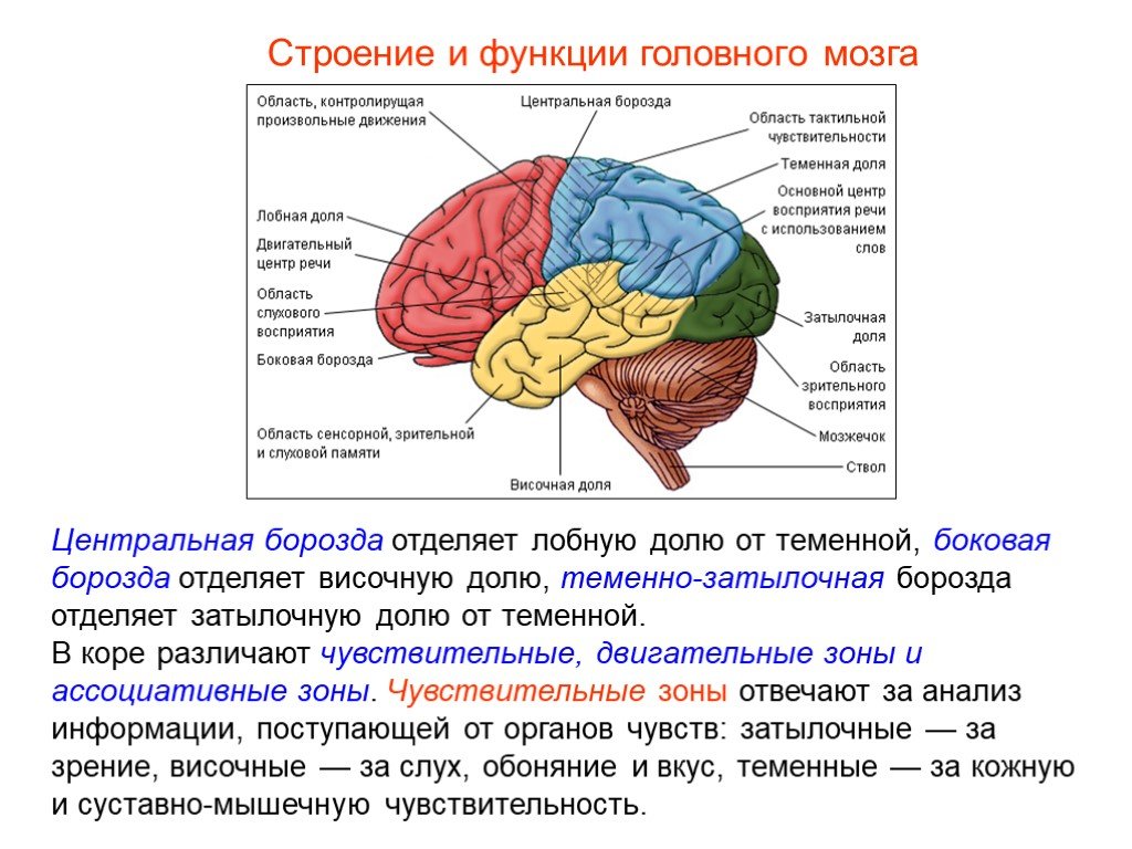 Доли мозга расположение. Строение головного мозга доли. Строение долей головного мозга с функциями. Строение и функции головного мозга полушария большого мозга.