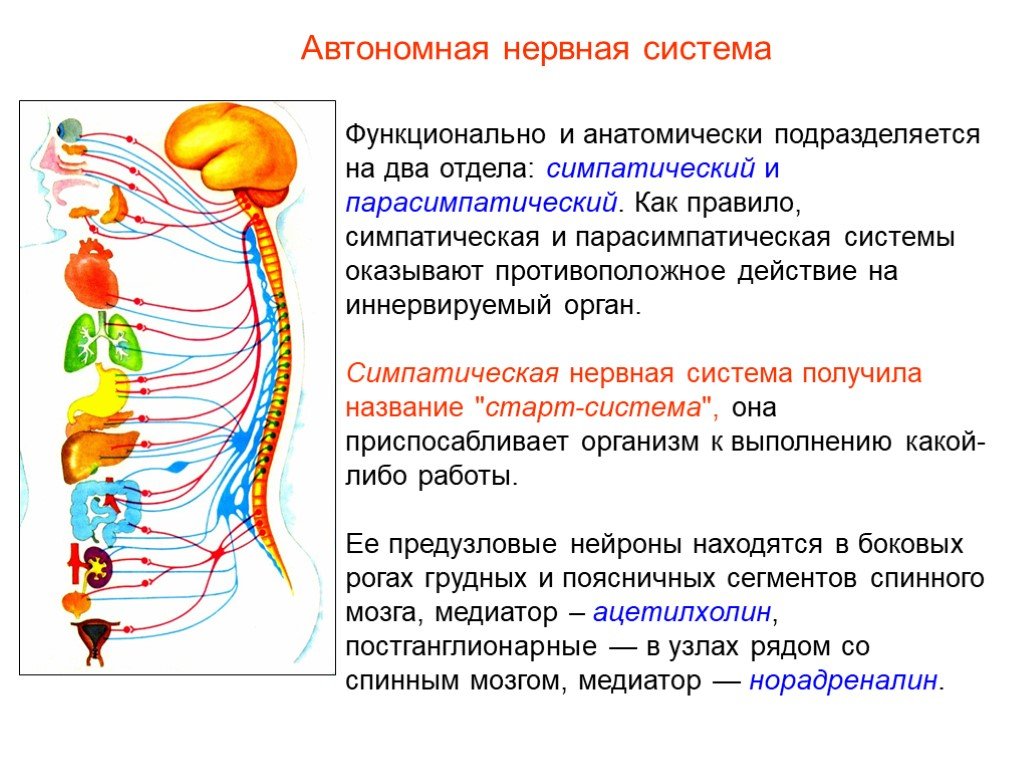 Нервные центры симпатического отдела. Парасимпатический отдел автономной нервной системы функции. Автономный отдел нервной системы строение и функции. Парасимпатический отдел вегетативной нервной системы. Парасимпатическая система и симпатическая система.