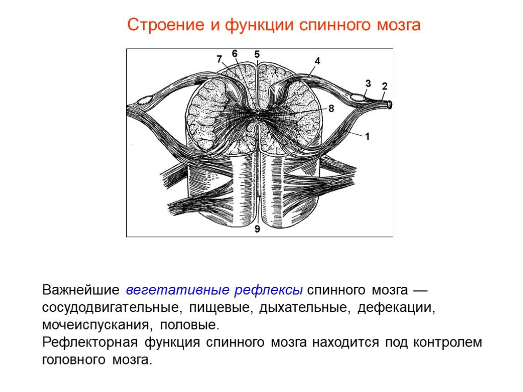 Спинной мозг понятие. Спинной мозг строение и функции анатомия. Спинной мозг строение и функции нервная система. Строение спинного мозга птицы. Строение и функции спинного мозга 8.