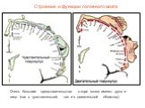 Очень большие представительства в коре мозга имеют рука и лицо (как в чувствительной, так и в двигательной областях).