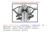 . Функции спинного мозга — рефлекторная и проводниковая. Как рефлекторный центр спинной мозг принимает участие в двигательных (проводит нервные импульсы к скелетной мускулатуре) и вегетативных рефлексах.