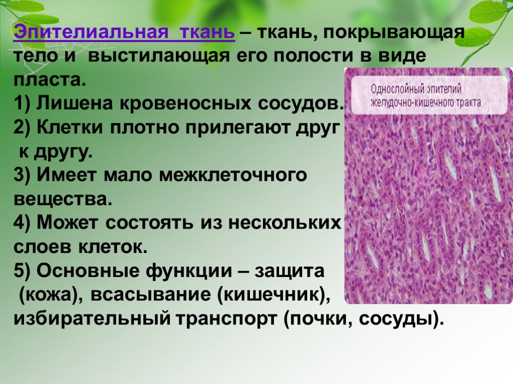 Пример эпителиальной ткани человека. Функции эпителиальной ткани. Эпителиальная ткань функции кратко. Свойства эпителиальной ткани. Признаки эпителиальной ткани.