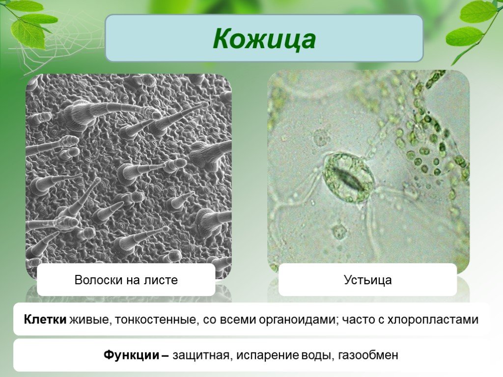 Устьица живые клетки. Препарат эпидермиса листа герани. Клетки эпидермы растений. Ткань листа кожицы устьица. Строение клетки эпидермиса листа.
