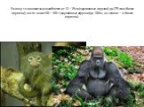 Размер тела животных колеблется от 13—15 см (карликовые игрунки) до 175 см и более (горилла); весят они от 60—100 г (карликовые игрунки) до 180 кг, а в неволе — и более (горилла).
