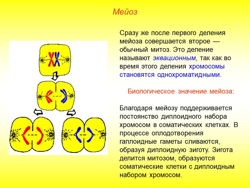 Биологический смысл деления клетки. Редукционное деление 2) эквационное деление. Мейоз диплоидность. Эквационное деление мейоза. В метафазу эквационного деления мейоза.
