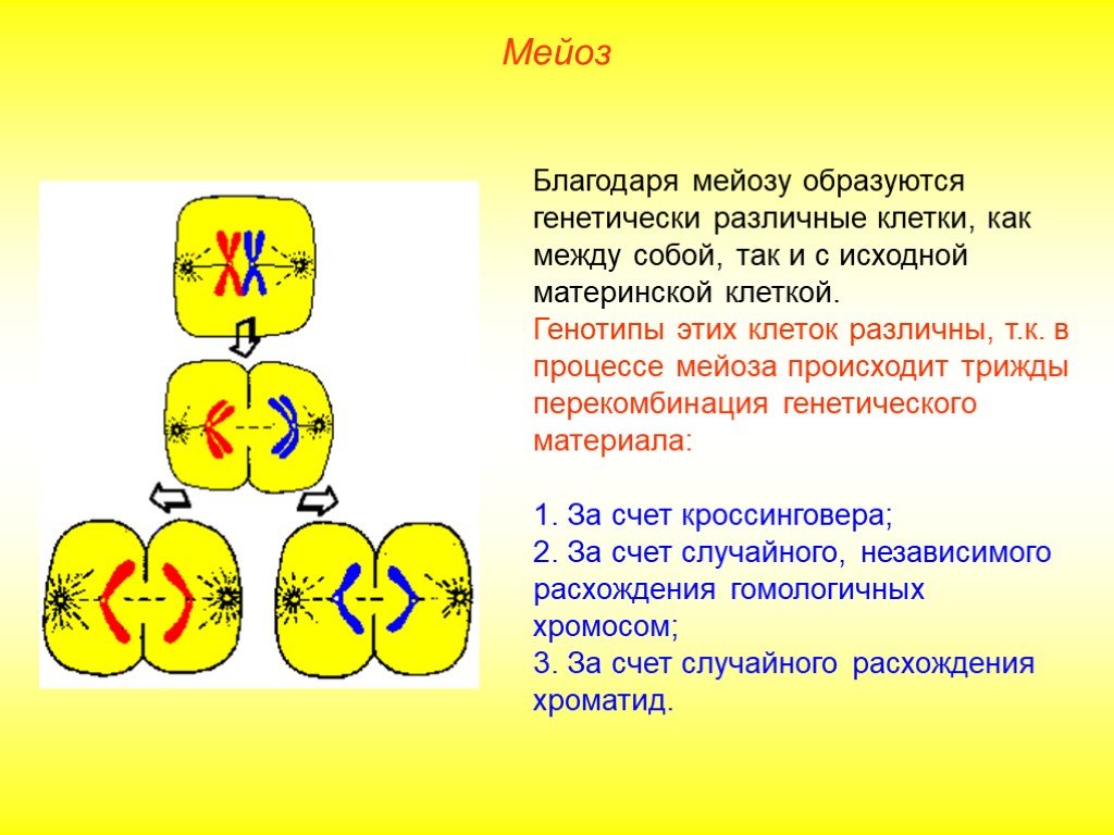 Мейоз биологическое значение. Редукционное деление 2) эквационное деление. Интерфаза мейоза 1 и 2. Мейоз 1 деление 2 деление. Характеристики первого и второго деления мейоза.