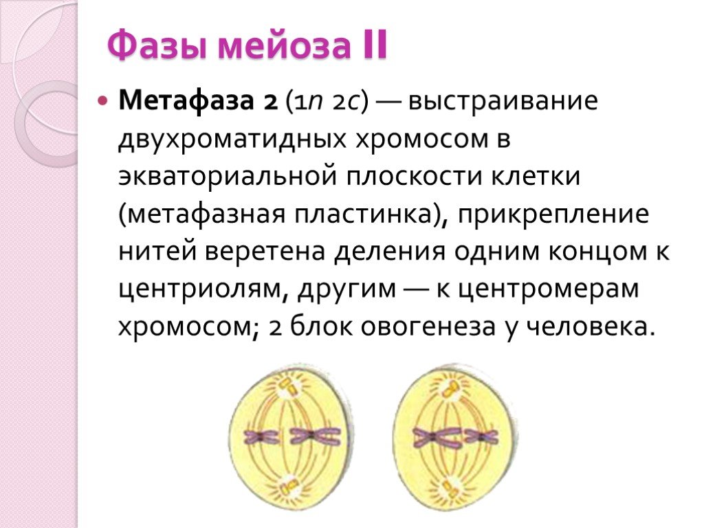 Гаплоидная клетка с двухроматидными хромосомами. Метафаза 2 деления. Фазы мейоза метафаза 1. Фазы мейоза метафаза 2. Метафаза II деления мейоза.