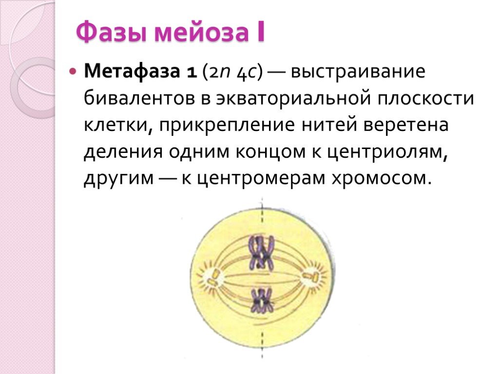 Установите последовательность этапов мейоза выстраивание бивалентов. Фазы мейоза метафаза 1. Фазы деления мейоза метафаза. Метафаза 1 мейоза процессы. Характеристика метафазы 1 мейоза.