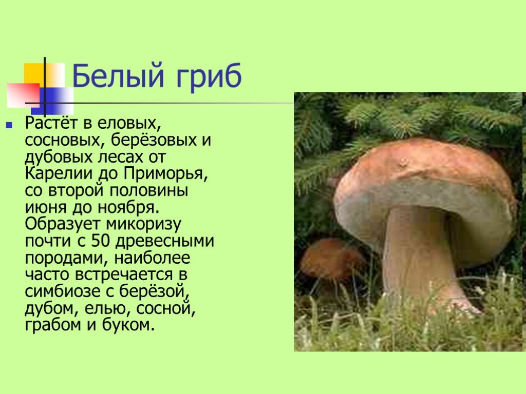 Информация про грибы