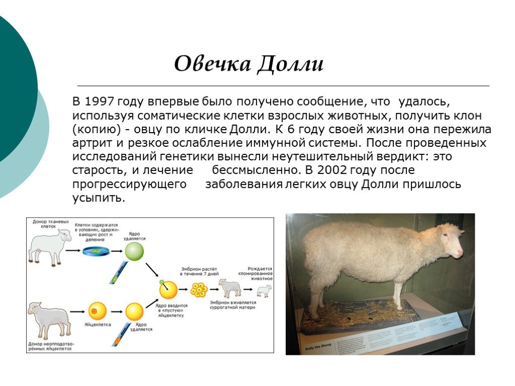 Презентация про овцу долли