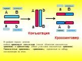 Кроссинговер А а B b a Серая короткие длинные Черная В Конъюгация. В профазе первого деления мейоза происходит конъюгация (тесное сближение гомологичных хромосом) и кроссинговер (обмен участками гомологичных хромосом) Гомологичные хромосомы – хромосомы, одинаковые по набору составляющих их генов.