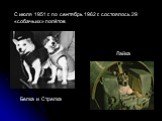 С июля 1951 г. по сентябрь 1962 г. состоялось 29 «собачьих» полётов. Лайка Белка и Стрелка