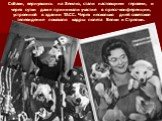 Собаки, вернувшись на Землю, стали настоящими героями, и через сутки даже принимали участие в пресс-конференции, устроенной в здании ТАСС. Через несколько дней советское телевидение показало кадры полета Белки и Стрелки.