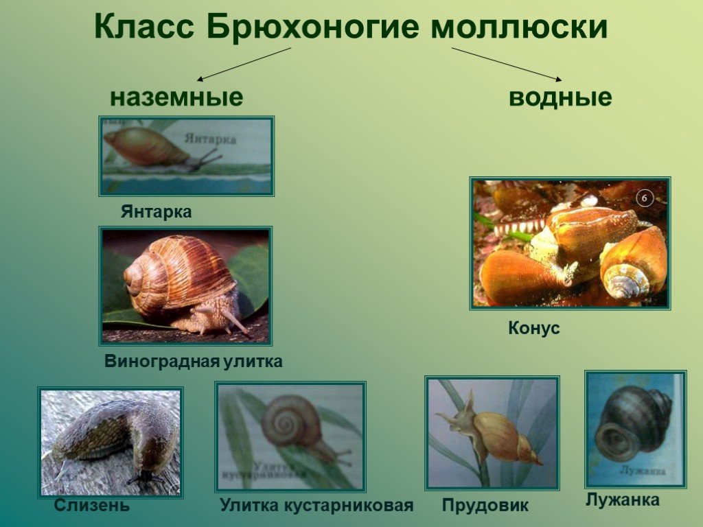 Животные относящиеся к типу моллюски примеры. Представители брюхоногих моллюсков 7 класс. Моллюск Виноградная улитка прудовик. Сухопутные брюхоногие моллюски. Представители брюхоногих моллюсков биология 7.