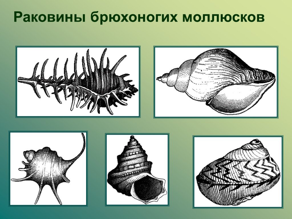 Рисунок раковины моллюсков