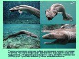 Уникальную находку японских рыбаков и сотрудников морского заповедника Awashima. Ими была обнаружена и поймана самка очень редкого вида акул – плащеносной. Это древнейший вид морских чудищ обитает на глубинах 600-1000 метров и практически недоступен для изучения человеком.