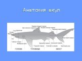 Анатомия акул
