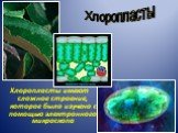 Хлоропласты имеют сложное строение, которое было изучено с помощью электронного микроскопа. Хлоропласты