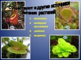 непентес венерина мухоловка росянка жирянка. Существуют и другие источники питания растений: 2 1 4 3