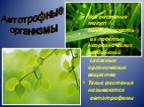 Все растения могут синтезировать из простых неорганических соединений сложные органические вещества Такие растения называются автотрофами. Автотрофные организмы