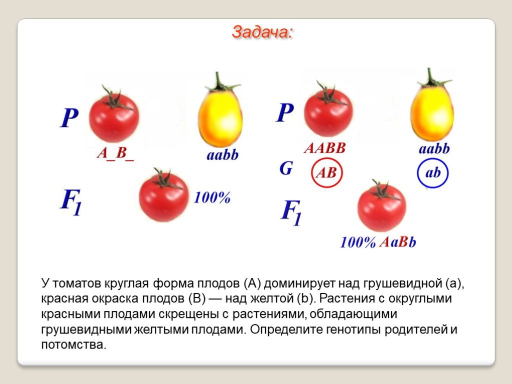 Доминантные и рецессивные признаки томата. У томатов круглая форма плодов а доминирует над грушевидной а красная. Формы плодов томата. У томатов округлая форма плодов. Скрещиваются томаты с круглыми и грушевидными.