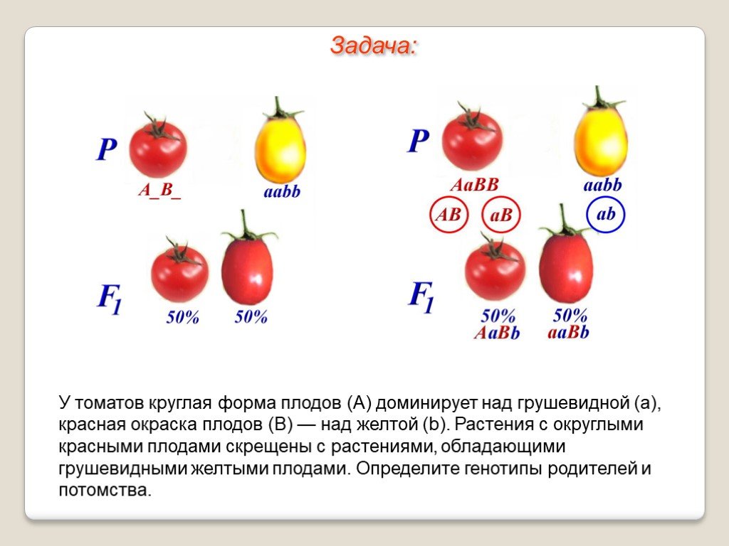 Задачи по генетике на законы менделя. У томатов круглая форма плодов а доминирует над грушевидной а красная. Наследование формы плода томата. 3 Задачи на дигибридное скрещивание. Формы плодов томата.