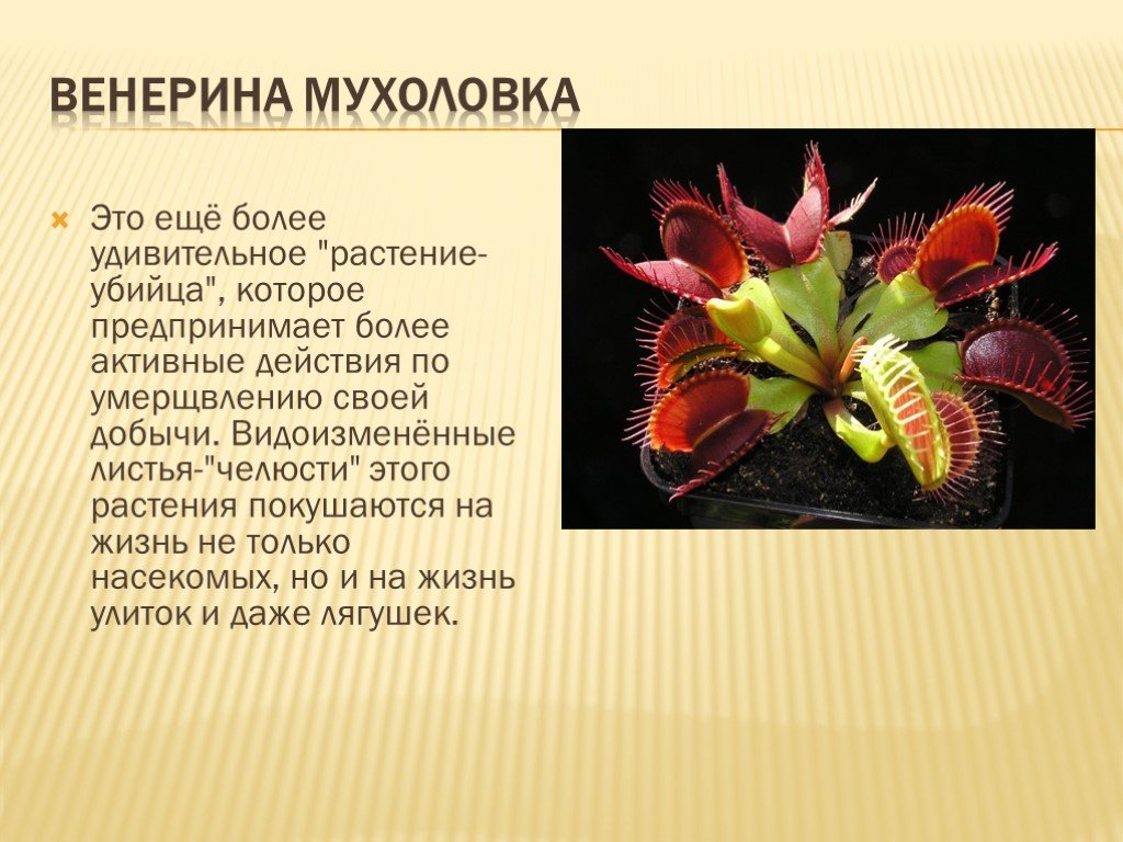 Описание красивого растения. Венерина мухоловка видоизменение листьев. Необычные цветы описание. Интересные растения для презентации.