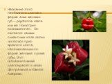 Название этого необычного цветка в форме алых женских губ — psychotria elata или же Психотрия возвышенная. Он считается самым пикантным из-за своих лепестков ярко-красного цвета, напоминающих по форме женские пухлые губы. Этот соблазнительный цветок растет в лесах Центральной и Южной Америки.