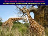Шея жирафа состоит из семи позвонков. Отличаются особенным рисунком на теле.