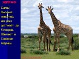 ЖИРАФ. Самое Высокое животное, его рост достигает до 5 метров. Обитают в Саваннах Африки.