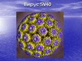 Вирус SV40