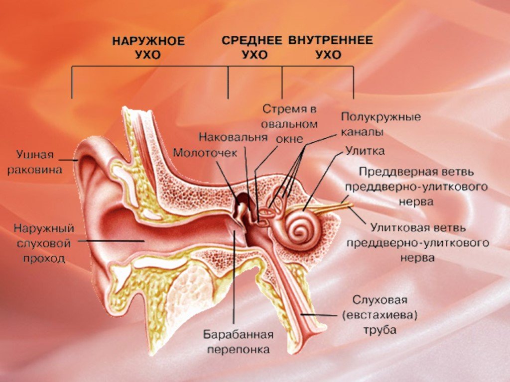 8 орган слуха и равновесия. Строение уха наружное среднее внутреннее. Слуховой анализатор евстахиева труба. Внутреннее ухо орган слуха строение. Орган слуха внутреннее ухо.
