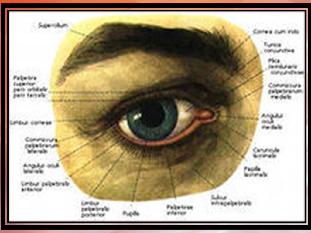 Строение век человека. Конъюнктивит мешок конъюнктивальный. Внешнее строение глаза. Глаз строение глаза. Анатомия глаза.