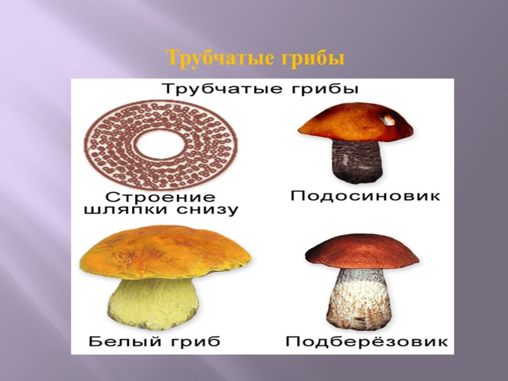 Чем трубчатые грибы отличаются от пластинчатых. Белый гриб трубчатый или пластинчатый. Трубчатые и пластинчатые грибы. Трубчатая и пластинчатая шляпка гриба. Трубчатые грибы названия грибов.